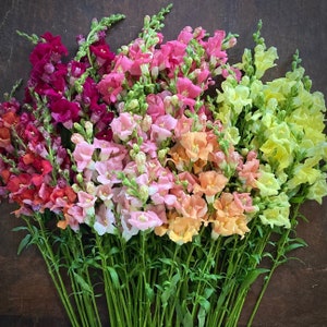 Chantilly Mix Snapdragon 25 seed packet Cool Flower