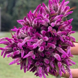 Flamingo Purple Celosia 50 seed packet