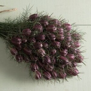 Nigella Black Pod 50 seed packet Love in a Mist