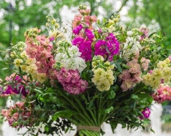 StoX Mix Stock 25 seed packet Cool Flower