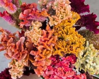 Supercrest Mix Celosia 50 seed packet Rose Pink, Red, Lemon, Orange, Apricot