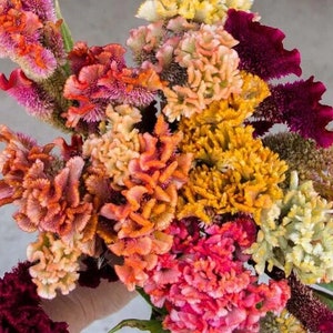 May include: A bouquet of colorful cockscomb flowers in shades of pink, orange, yellow, and red. The flowers have a unique, feathery texture.