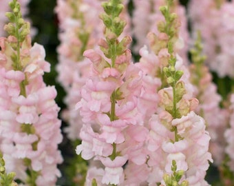 Costa Silver Snapdragon 25 seed packet Cool Flower Soft Blush Pink