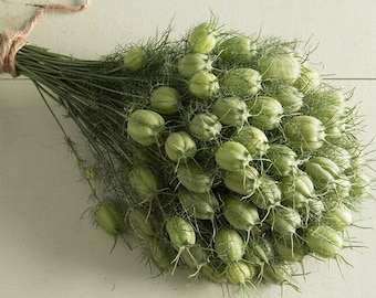 Nigella Green Pod 50 seed packet Love in a Mist
