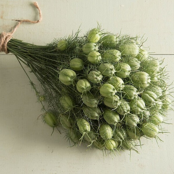 Nigella Green Pod 50 seed packet Love in a Mist