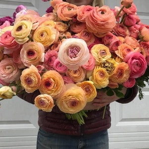 LAST ONE! Amandine PASTEL Mix Ranunculus Corms