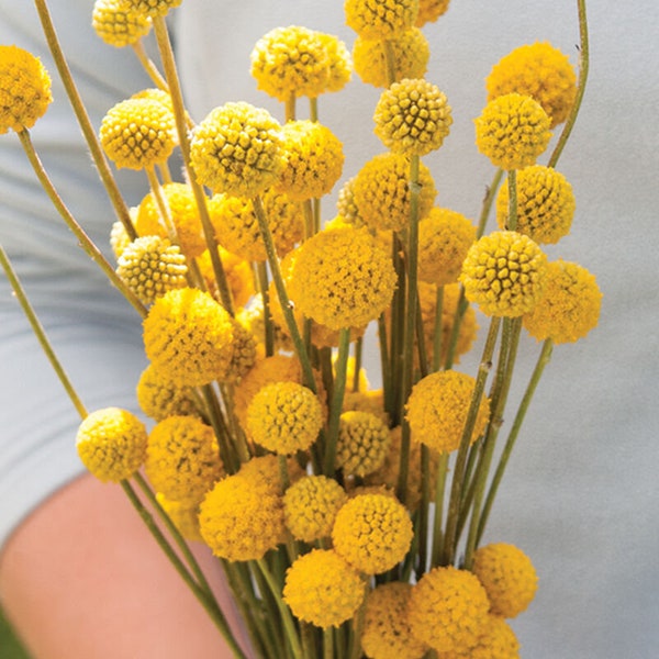 Craspedia Billy Buttons 25 Seed Packet Yellow Sun Balls