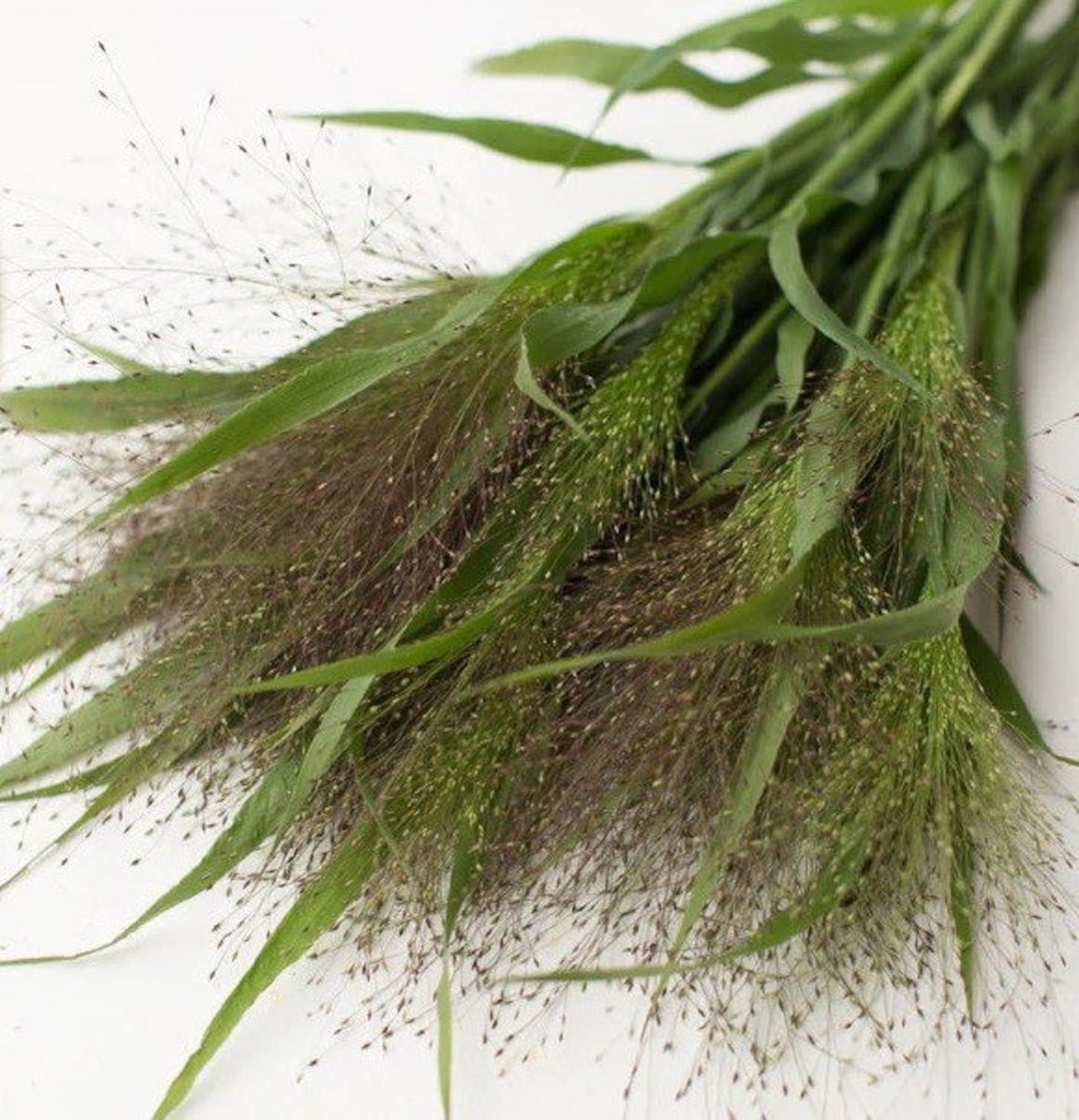 Frosted Explosion Grass 25 Seed Packet Fiber Optic Grass Etsy