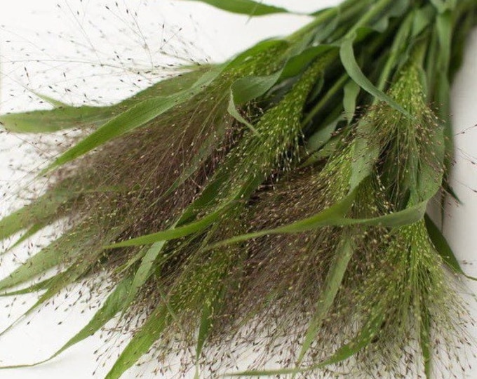 Frosted Explosion Grass 25 Seed Packet Fiber Optic Grass Etsy