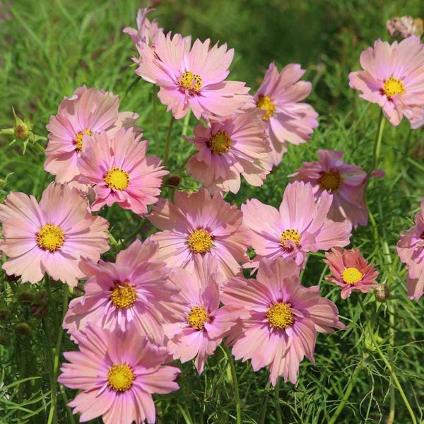 Cosmos Apricotta Apricot Pink 25 Seeds Packet