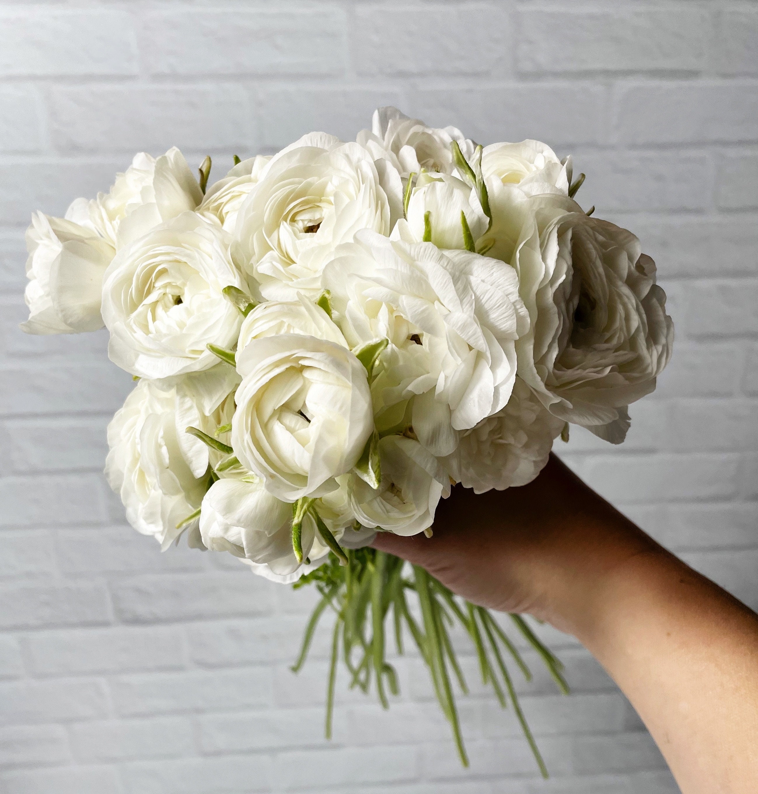 Amandine White Ranunculus Corms