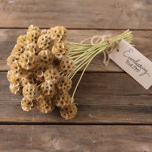 Scabiosa Starflower 25 seed packet Pincushion Flower Drumstick Ping Pong
