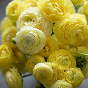 Amandine Cream butter yellow Ranunculus Corms