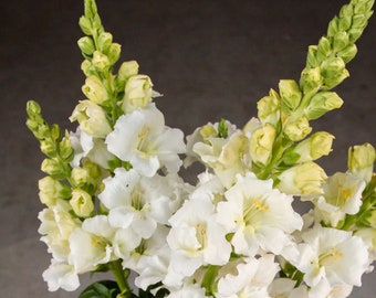 White Chantilly Snapdragon 25 seed packet Cool Flower