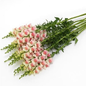 Potomac Appleblossom Snapdragon 25 seed packet Cool Flower Shades of White and Pink