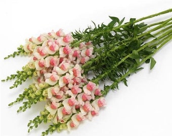 Potomac Appleblossom Snapdragon 25 seed packet Cool Flower Shades of White and Pink