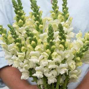 Potomac Ivory Snapdragon 25 seed packet Cool Flower