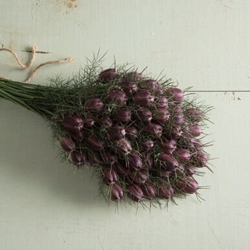 Nigella Black Pod 50 seed packet Love in a Mist