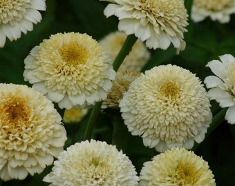 Zinderella White Zinnia 25 seed packet