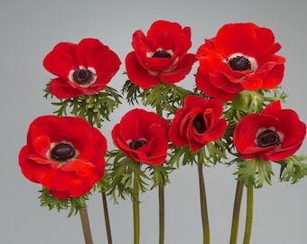 Red Anemone Corms Black Center perfect for cut flower bouquets and early spring weddings!