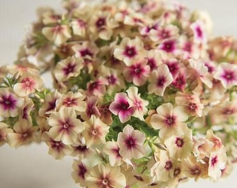 Phlox Cherry Carmel 50 seed packet cream and red delicate annual phlox drummondi