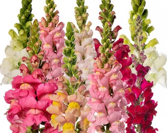 Costa Mix Snapdragon 25 seed packet Cool Flower Soft Blush Pink, Apricot, Burgundy, White