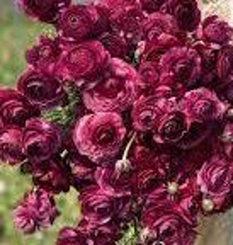 Amandine VIOLET Ranunculus Corms - Etsy