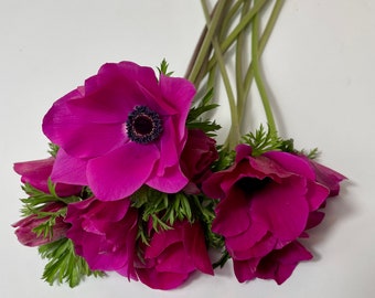 Pink Anemone Corms Black Center perfect for cut flower bouquets and early spring weddings!