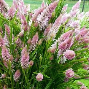 Flamingo Feather Celosia 50 seed packet