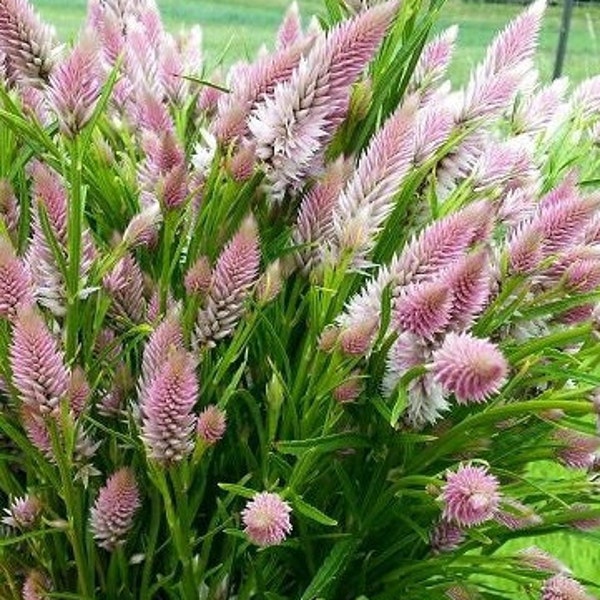 Flamingo Feather Celosia 50 seed packet