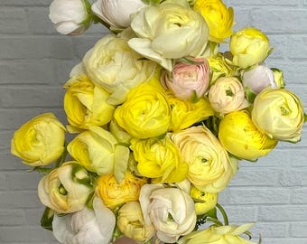 Half Clone Wedding Pastel Mix Ranunculus Corms