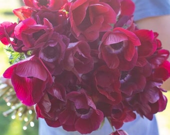 Bordeaux wine-colored Anemone Corms Black Center perfect for cut flower bouquets and early spring weddings!