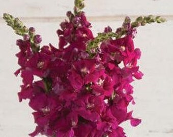 Purple Chantilly Snapdragon 25 seed packet Cool Flower