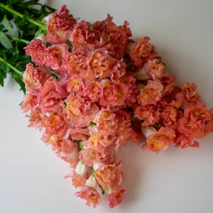 Madame Butterfly Bronze with White Snapdragon 25 seed packet Cool Flower Apricot Coral Shades