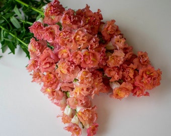 Madame Butterfly Bronze with White Snapdragon 25 seed packet Cool Flower Apricot Coral Shades