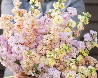 Pastel Mix Stock 25 seed packet Cool Flower Iron Stock Pale Lemon, Pink, Peach