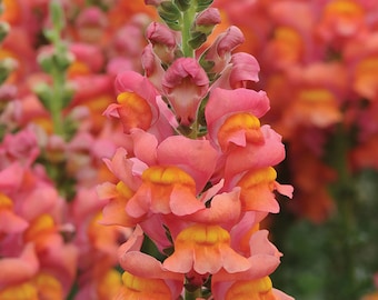 Potomac Orange Snapdragon 25 seed packet Cool Flower Coral Color