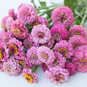 Oklahoma Pink Blush Zinnia 25 Seeds Packet
