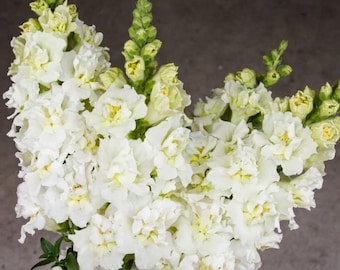 Madame Butterfly Ivory Snapdragon 25 seed packet Cool Flower