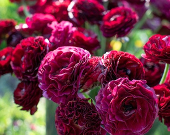 Amandine Black Ranunculus Corms