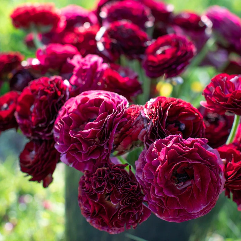Deep Indigo Ranunculus Amandine Black Ranunculus Corms - Etsy
