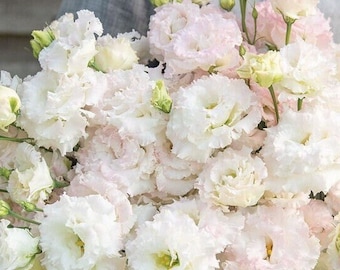 Lisianthus Voyage First Love 20 Seeds Packet White and Blush Pink