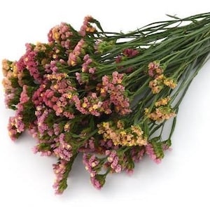 Apricot Statice 50 seeds packet everlasting flower Limonium