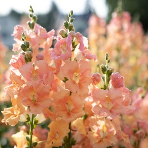 Light Salmon Chantilly Snapdragon 25 seed packet Cool Flower