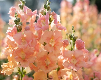 Light Salmon Chantilly Snapdragon 25 seed packet Cool Flower