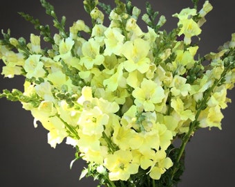 Cream Yellow Chantilly Snapdragon 25 seed packet Cool Flower