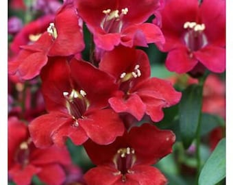 Velvet Chantilly Snapdragon 25 seed packet Cool Flower