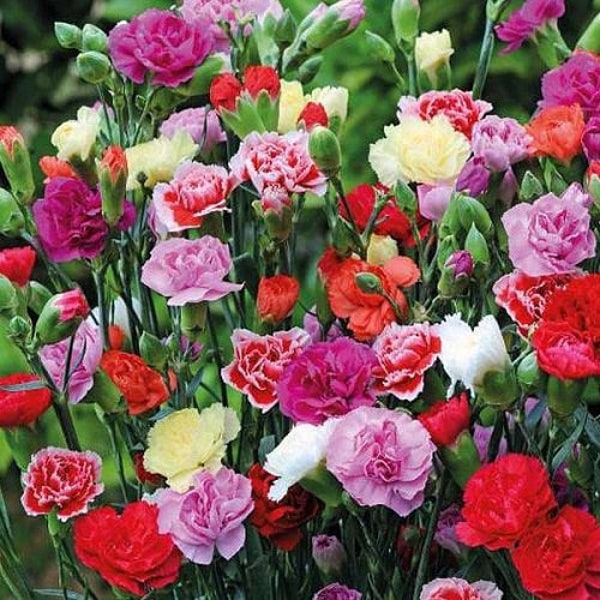 Chabaud Mix Carnation Dianthus 50 seed packet scented