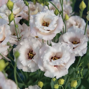 May include: Close-up of a bouquet of white lisianthus flowers with a pink hue. The flowers have a ruffled appearance and a dark brown center with yellow pollen.