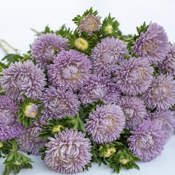 Lady Coral Lavender China Aster 50 seed packet